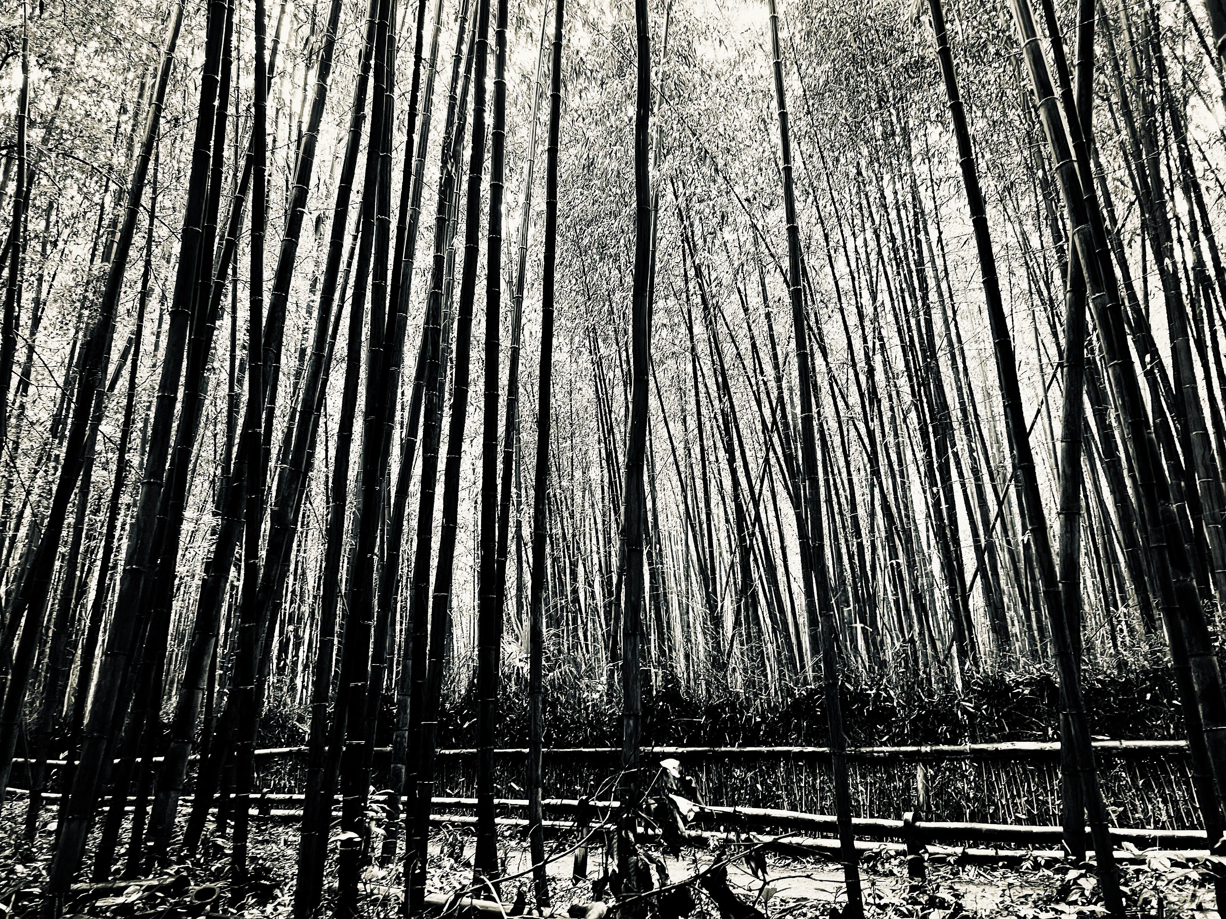 Bamboo Forest